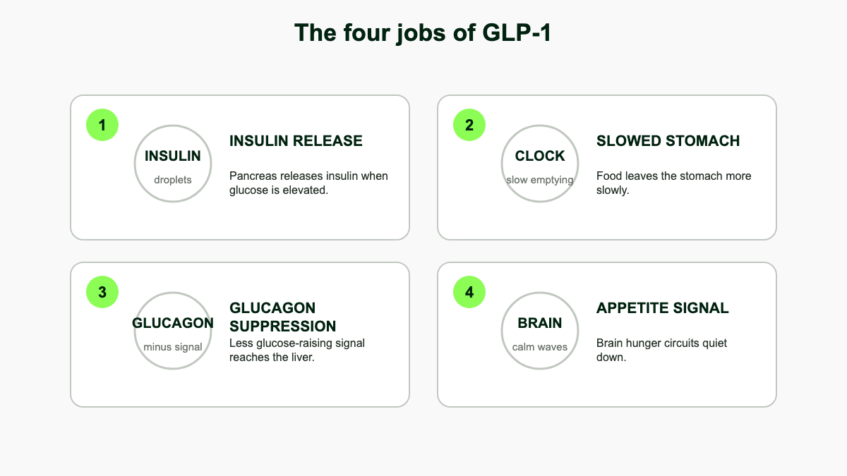 Quad-panel infographic showing the four mechanisms of GLP-1: insulin release, slowed gastric emptying, glucagon suppression, and appetite signal to the brain.