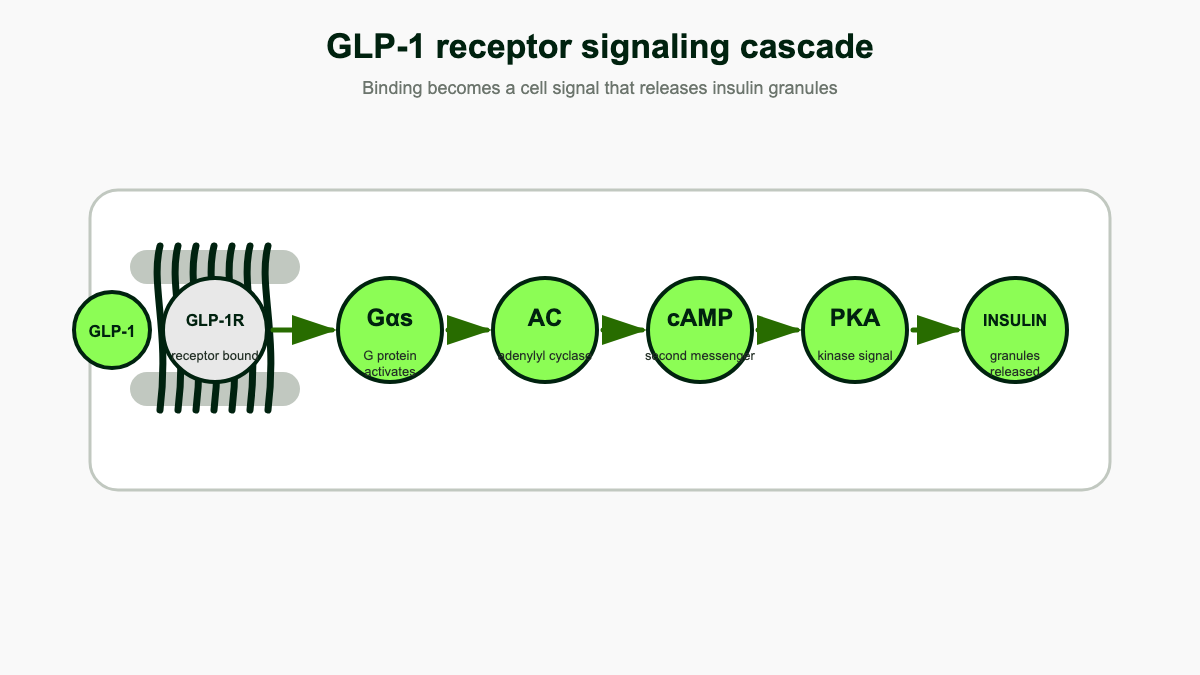 Cell-level diagram showing GLP-1 binding its receptor and triggering a Gαs to cAMP to PKA cascade that releases insulin.