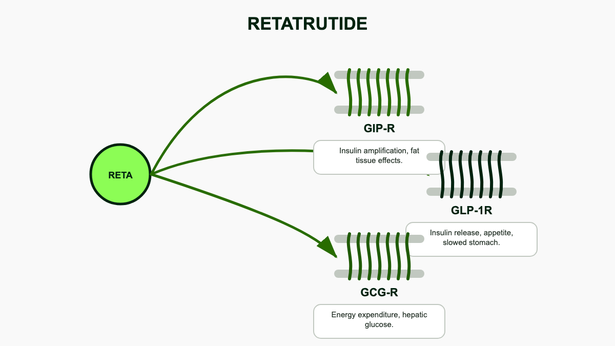 Diagram of retatrutide binding three receptors simultaneously: GIP, GLP-1, and glucagon, with one-line description of each receptor's role.