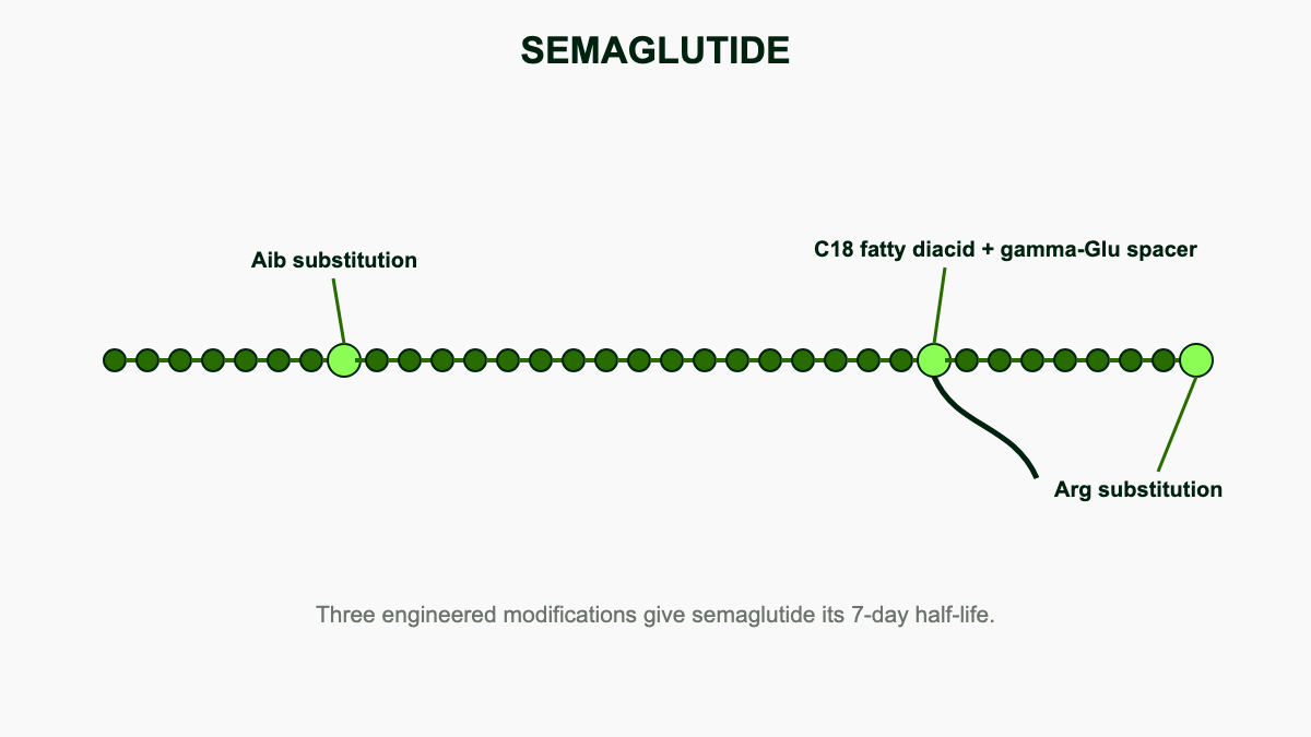 Stylized peptide diagram of semaglutide showing the three modifications to native GLP-1 that give it a seven-day half-life.