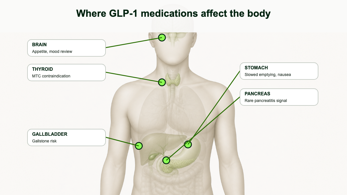 Anatomical illustration of upper torso highlighting five organs affected by GLP-1 medications: stomach, pancreas, gallbladder, thyroid, and brain, each labeled with the related side effect.