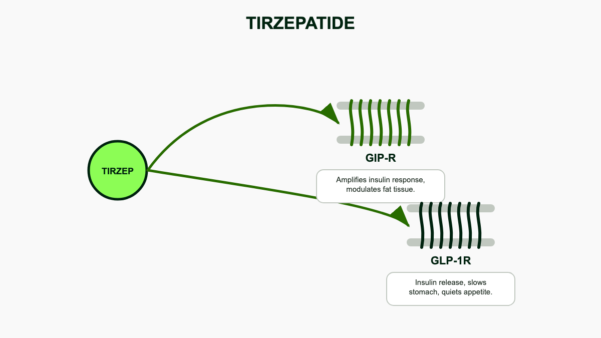 Diagram of tirzepatide molecule binding both the GIP receptor and the GLP-1 receptor, with brief labels of what each receptor does.