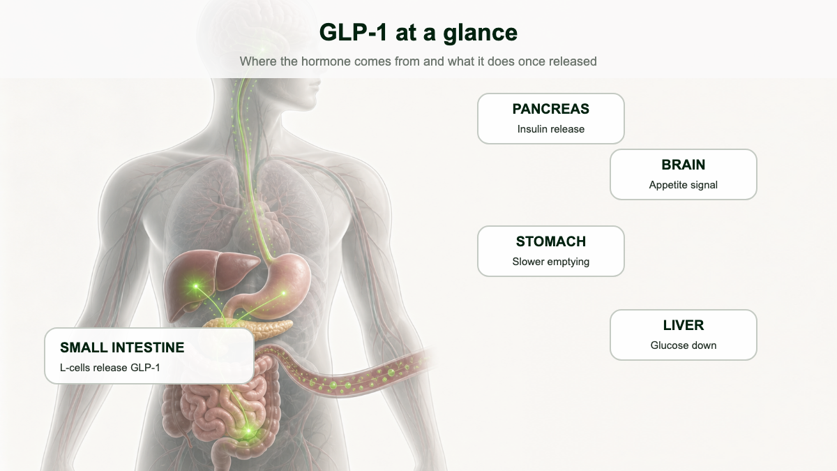Diagram showing GLP-1 hormone released from L-cells in the small intestine, traveling through the bloodstream to the pancreas, brain, stomach, and liver.